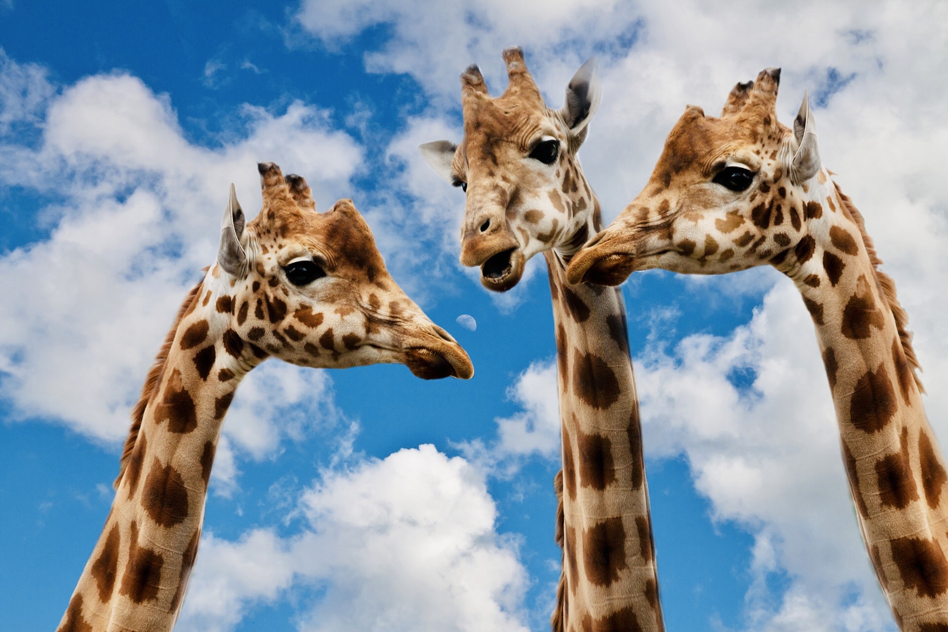 3 talking giraffes